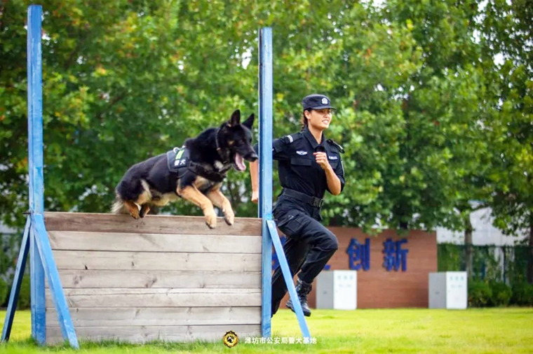 1720507699292400.png 警犬比賽 (2).png